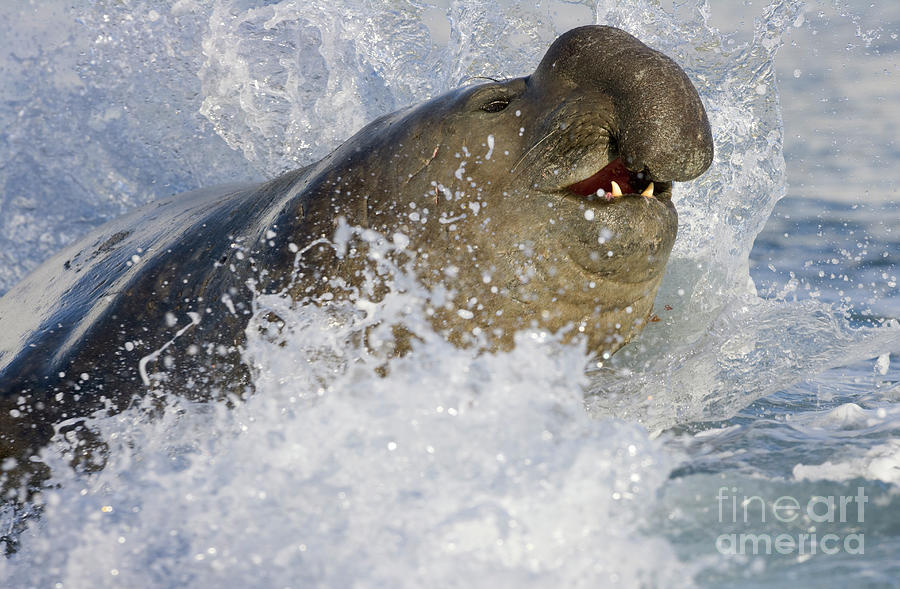 Elephant Seal in the Surf Photograph by Yva Momatiuk John Eastcott