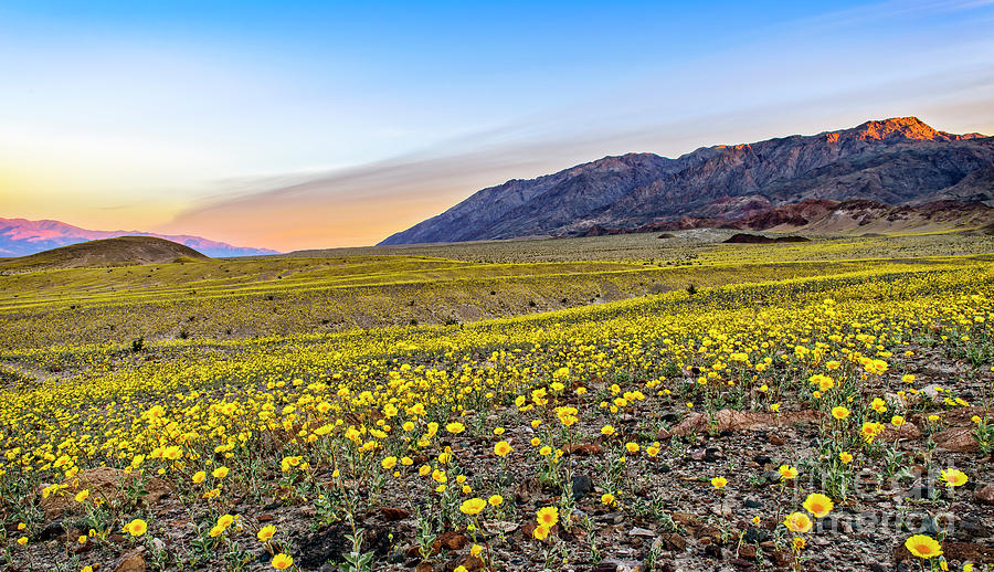 Death Valley National Park Photograph - Super Bloom by Charles Dobbs