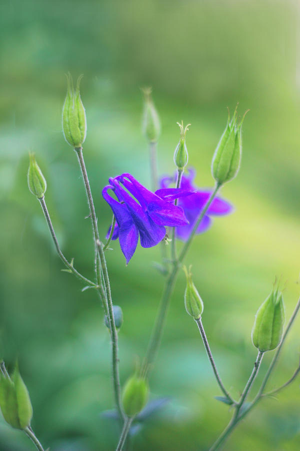 Columbine Whispers Photograph by Jessica Jenney