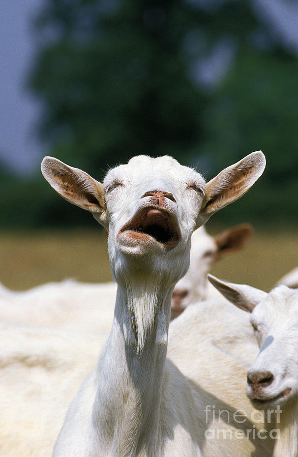 Saanen Goat, Calling Photograph by Gerard Lacz