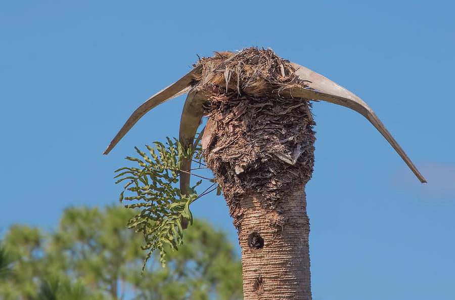 Sabal Palm Bull Ecosystem Photograph by Richard Goldman