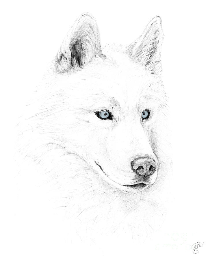 Saber A Siberian Husky Digital Art by Creative Solutions RipdNTorn