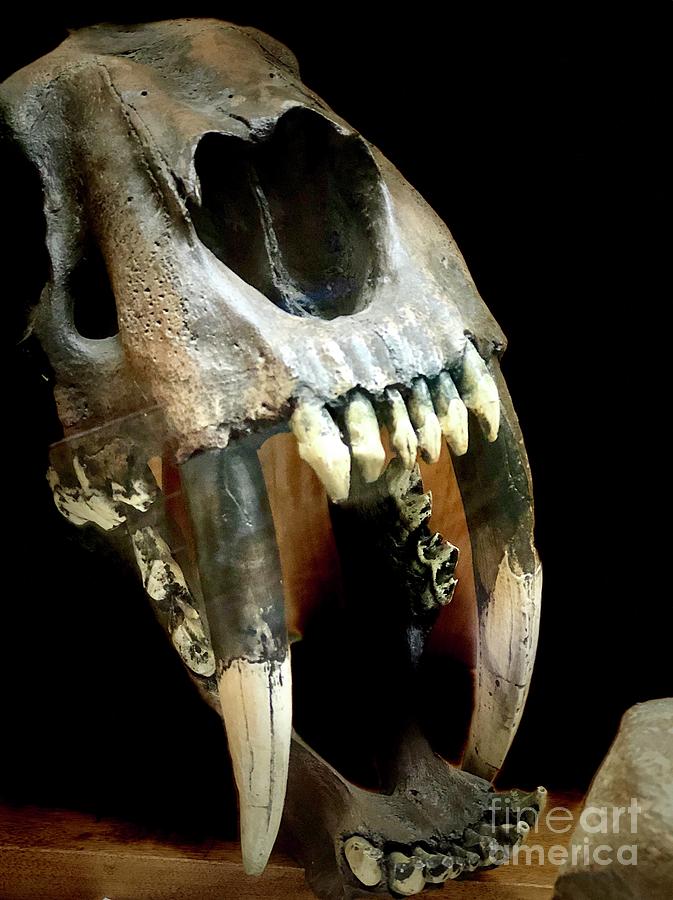Saber Tooth Cat Skull Photograph by Susan Garren