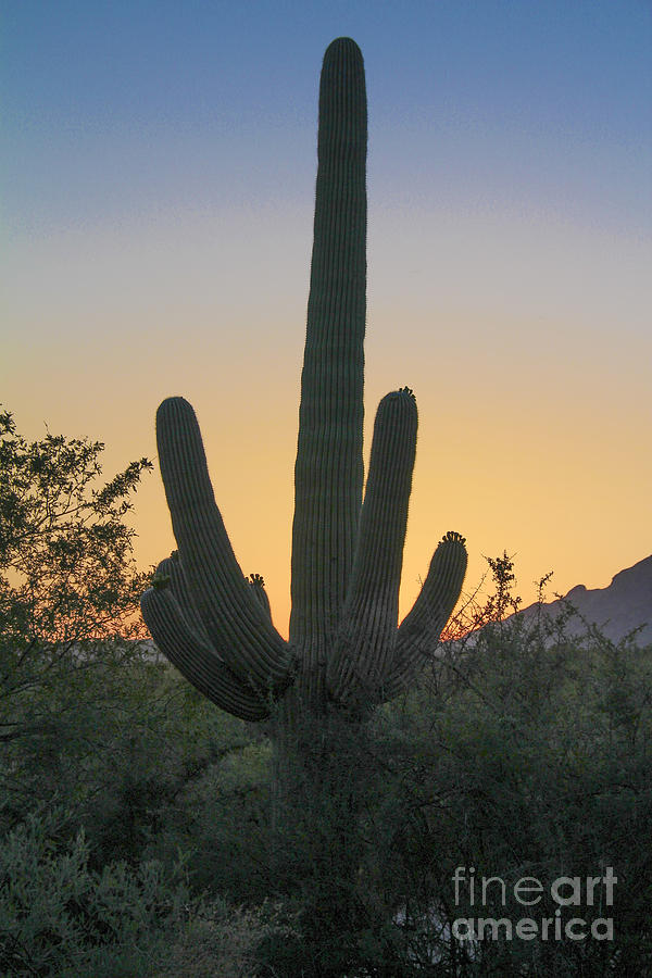 Sabino Canyon Cactus Sunset Photograph by Jemmy Archer