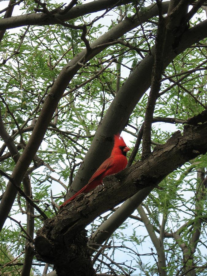Sabino Canyon Cardinal Photograph by Judith Lauter