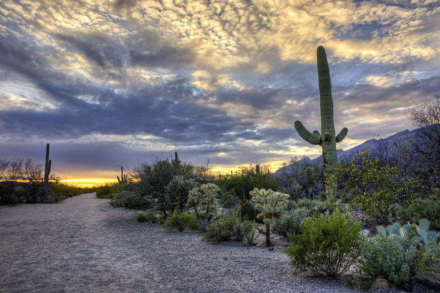 Sabino Canyon - Tucson - Arizona Photograph by Nikolyn McDonald