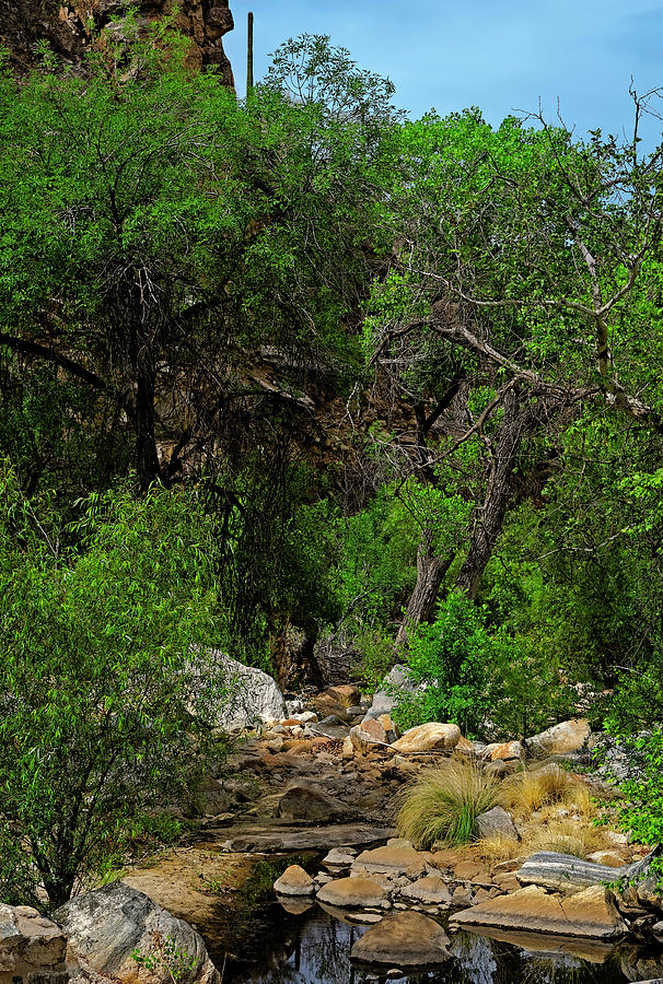 Nature Photograph - Sabino Canyon v49 by Mark Myhaver