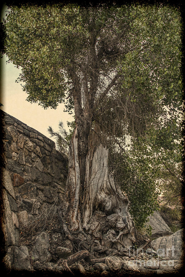 Sabino Canyon - Vintage Gnarley Tree Photograph by Jemmy Archer