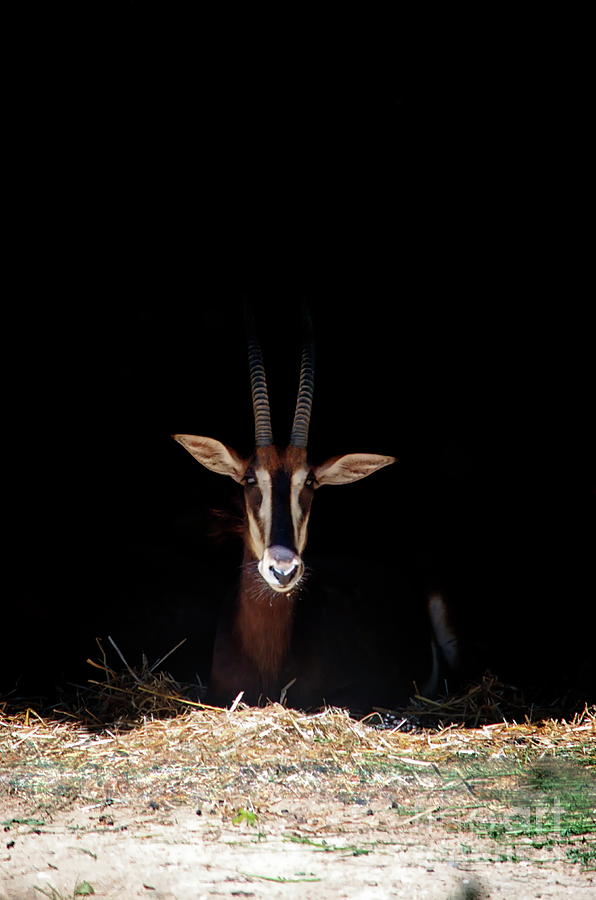 Sable Antelope Photograph by Michelle Meenawong