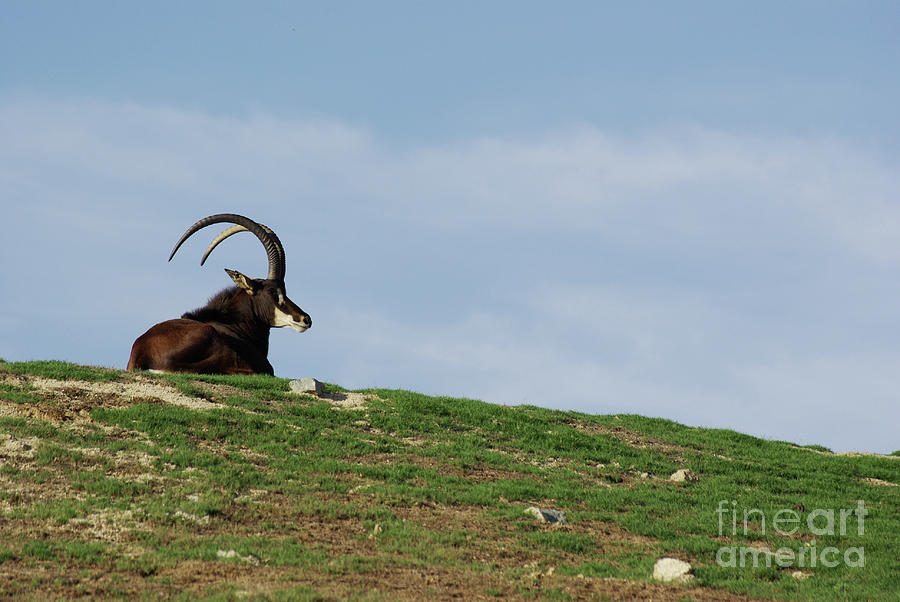Sable Antelope on Hill Photograph by Jim And Emily Bush