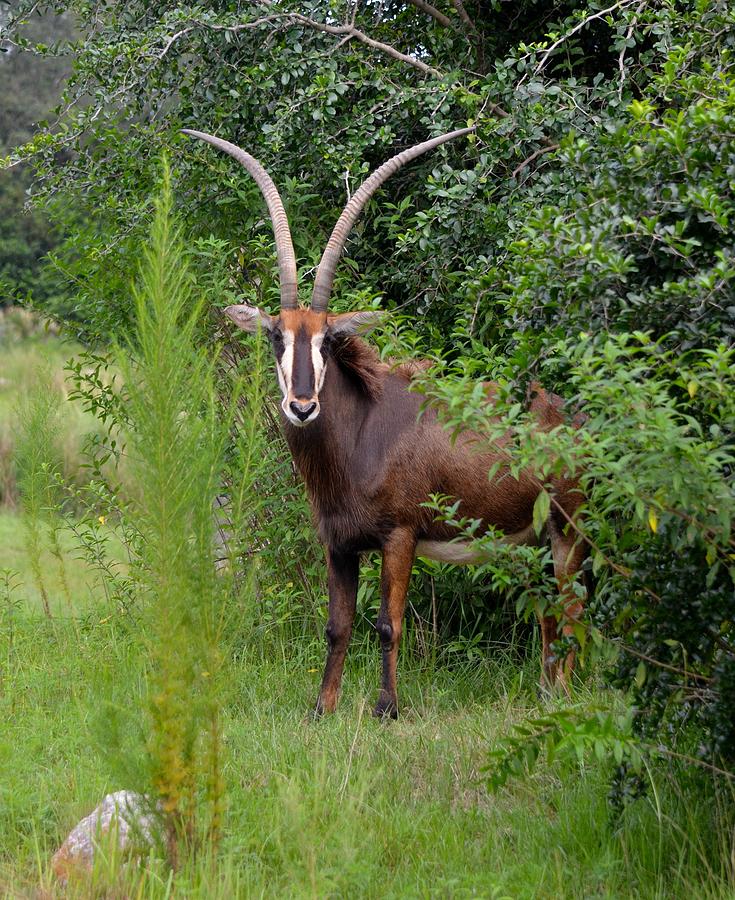 Wildlife Photograph - Sable Antelope by Richard Bryce and Family