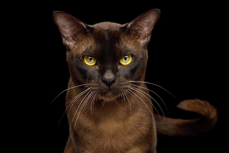 Sable Burmese Cat Photograph by Sergey Taran