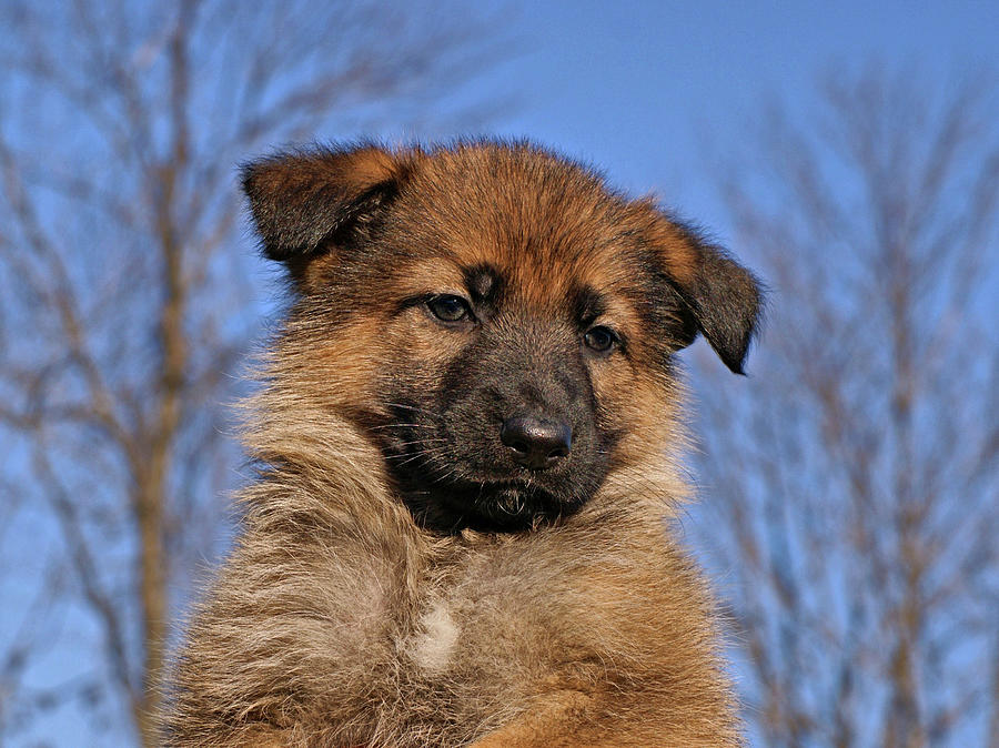 Sable German Shepherd Puppy II Photograph by Sandy Keeton