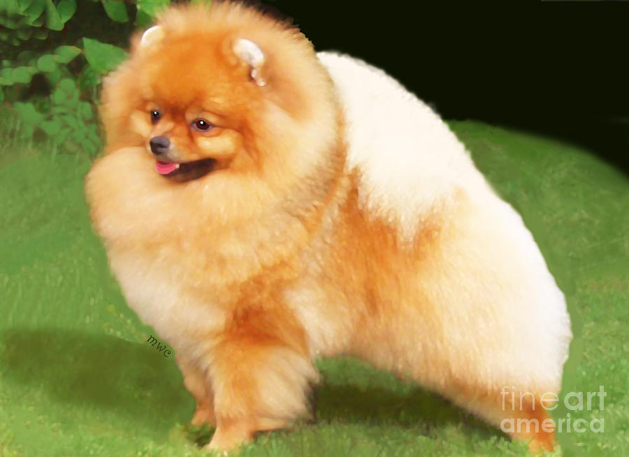 Sable Pomeranian by Marian Cates Sable Pomeranian by Marian Cates