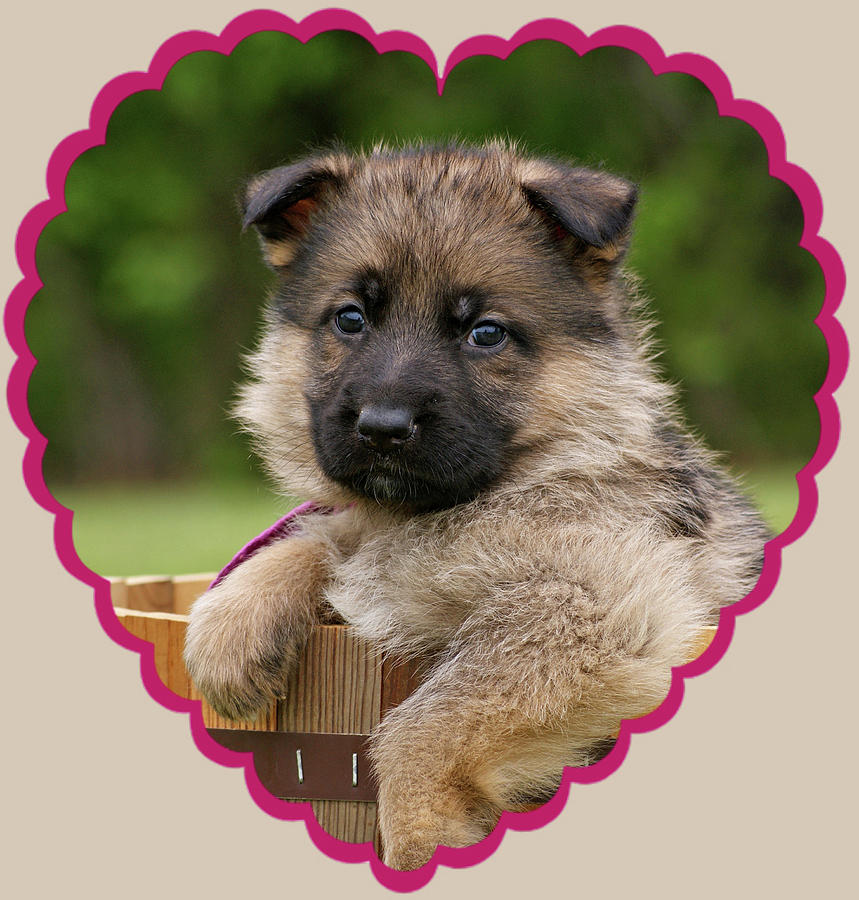 Sable Puppy in Heart Photograph by Sandy Keeton