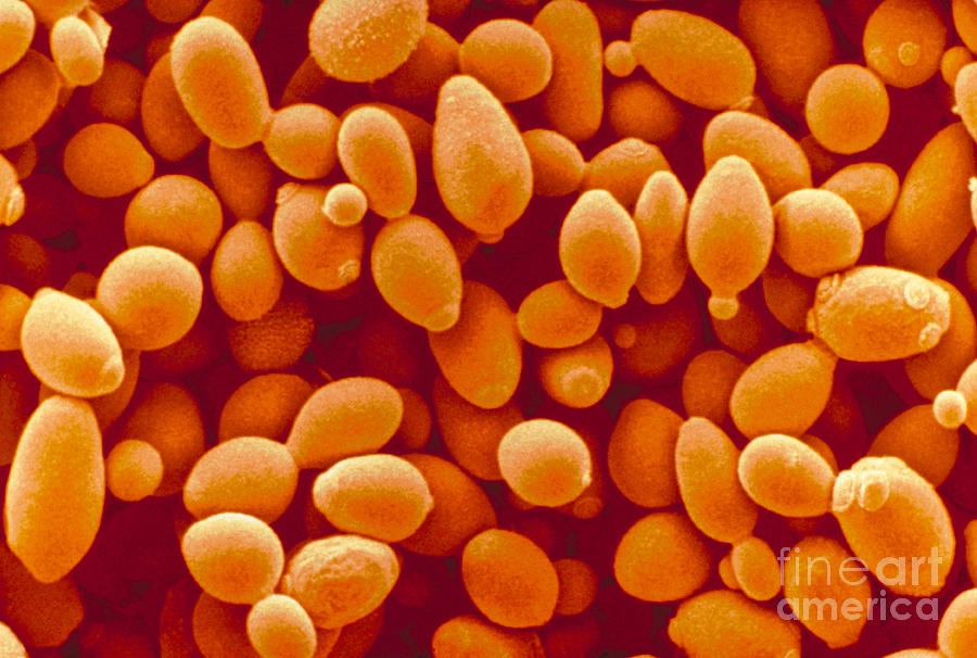 Saccharomyces Cerevisiae Yeast Photograph by Scimat