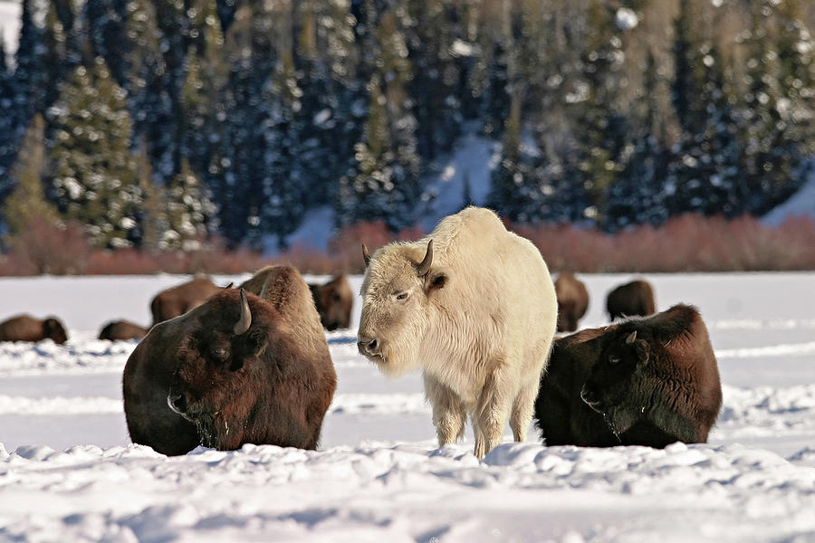 Sacred Bison Photograph by Ronnie And Frances Howard