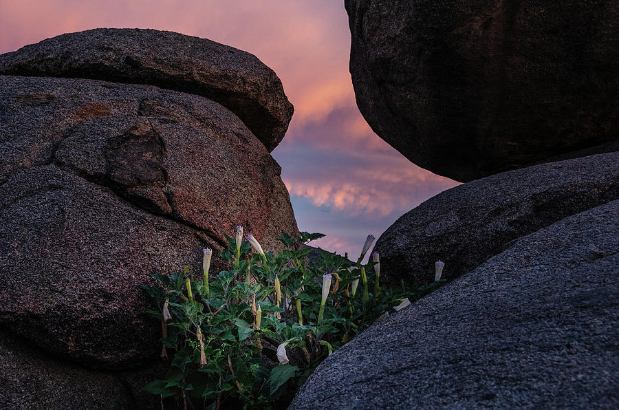 Sacred Datura amongst the boulders Photograph by Gaelyn Olmsted