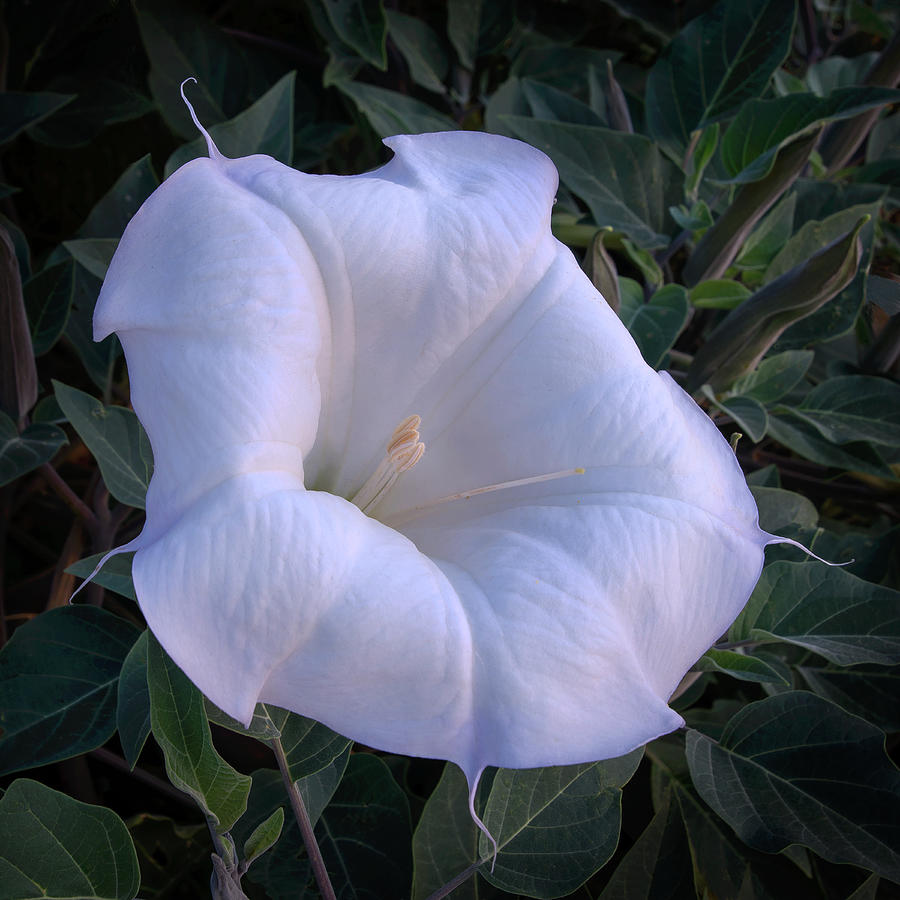 Sacred Datura Photograph by Mikes Nature