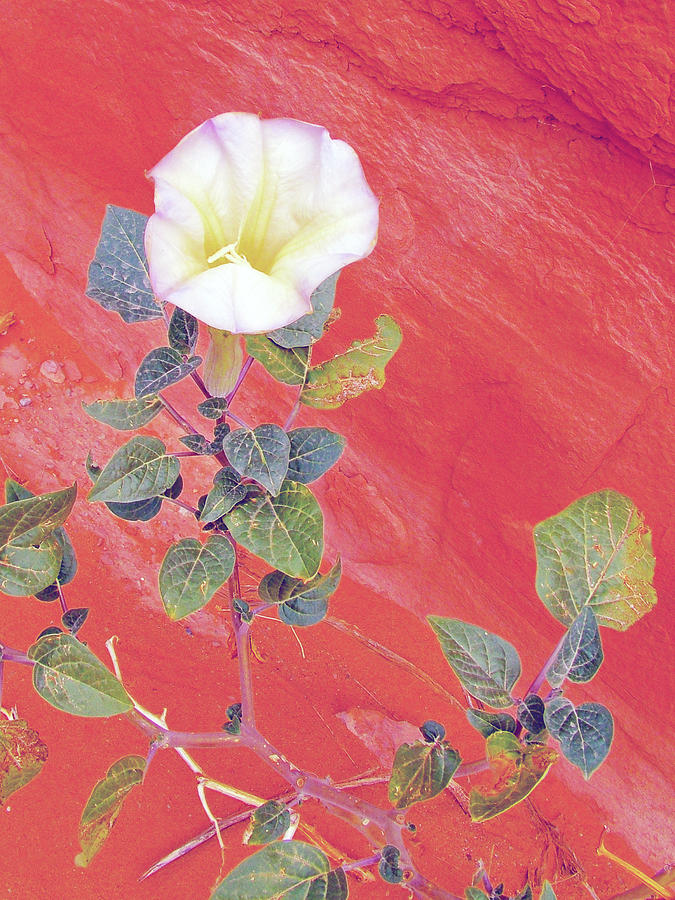 Sacred Datura on Devils Garden Trail in Arches National Park, Utah  Photograph by Ruth Hager