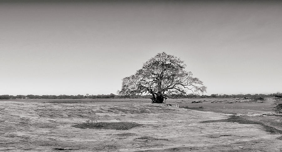 Tree Photograph - Sacred fig by Krishnan Srinivasan