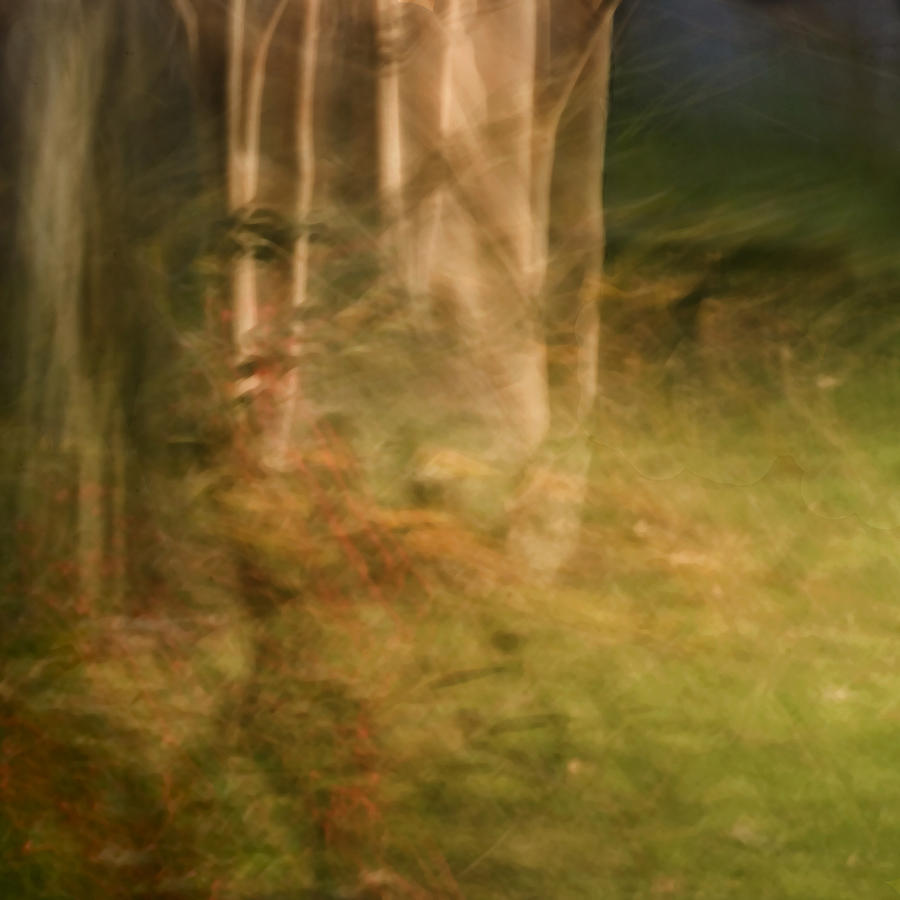 Abstract Photograph - Sacred Grove by Margaret Denny