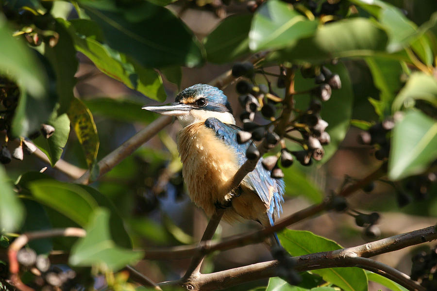 Sacred Kingfisher Photograph by Tony Brown