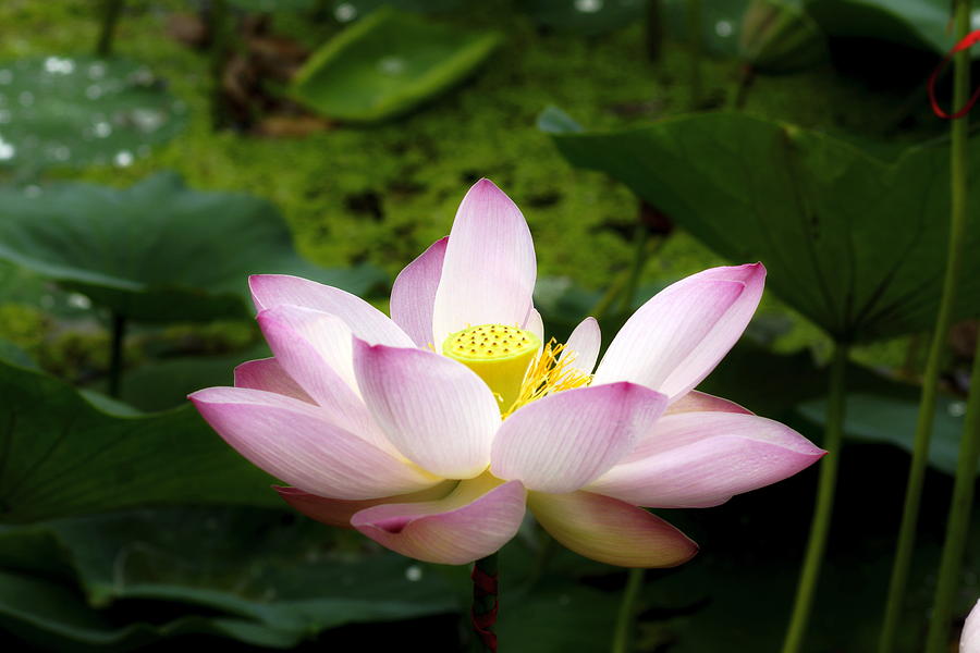 Sacred Lotus, 11, Colorful Photograph by Igor Malinovskii - Fine Art ...