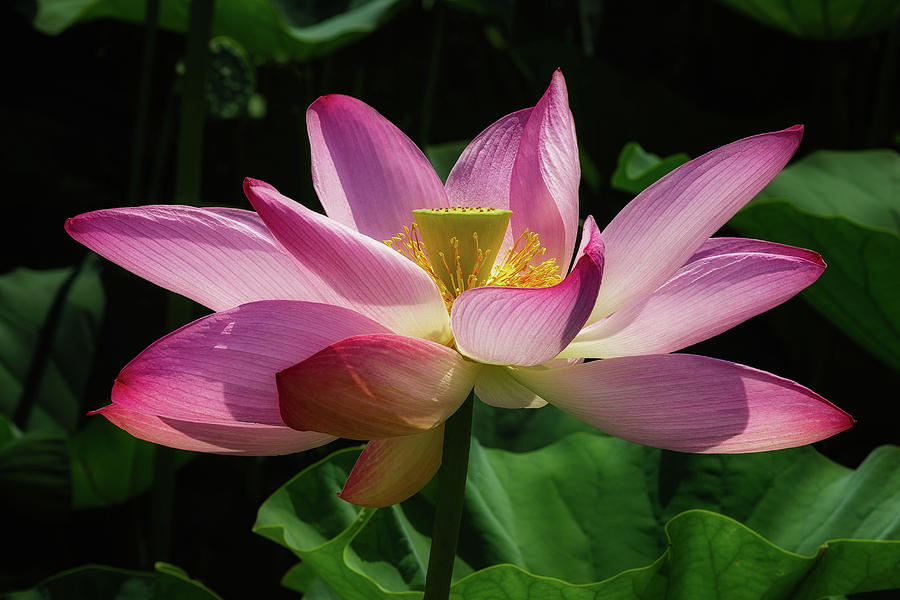 Sacred Lotus #2 Photograph by C  Renee Martin