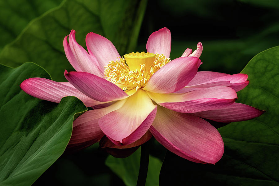 Sacred Lotus #4 Photograph by C  Renee Martin