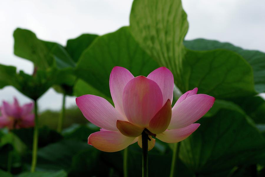 Sacred Lotus, 6, Colorful Photograph