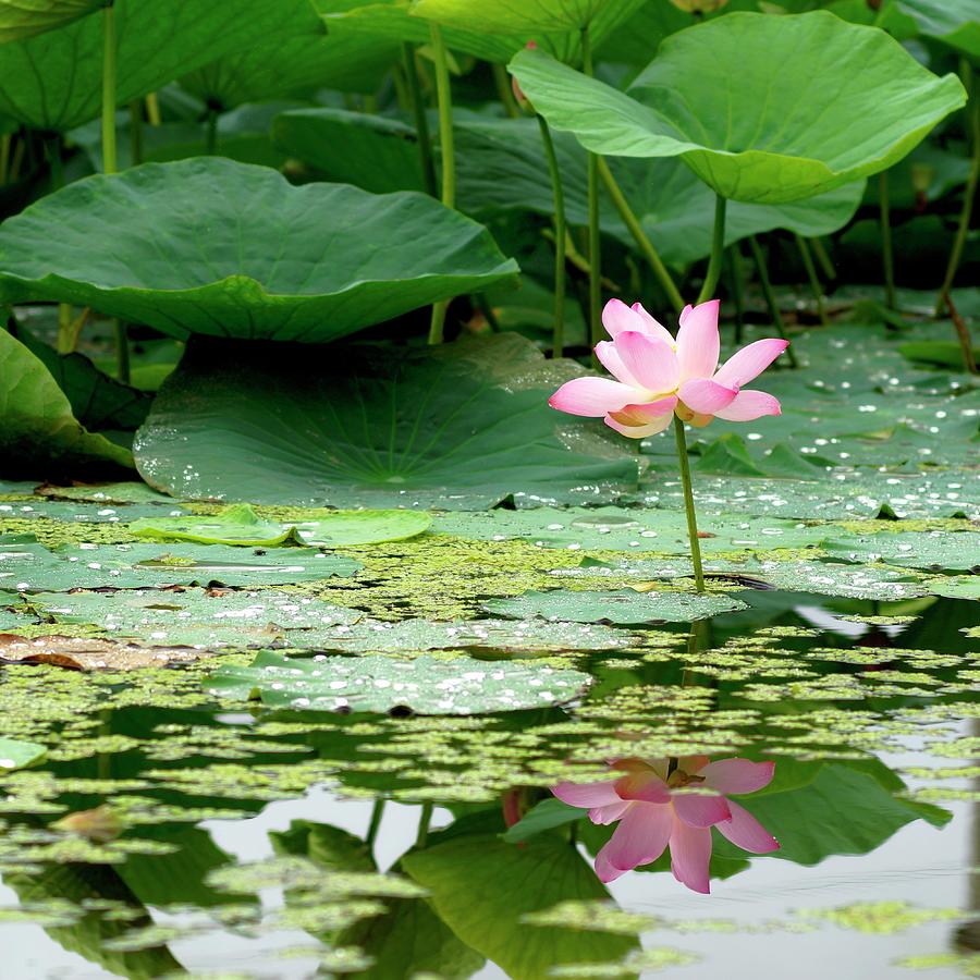 Sacred Lotus, 8, Colorful Photograph