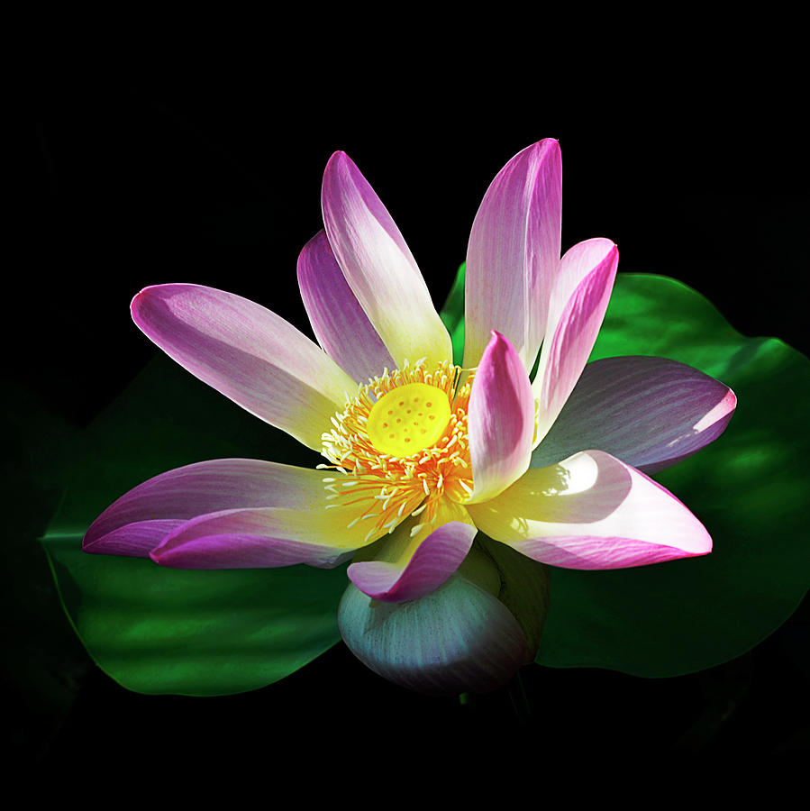 Sacred Lotus Bloom Photograph by Julie Palencia