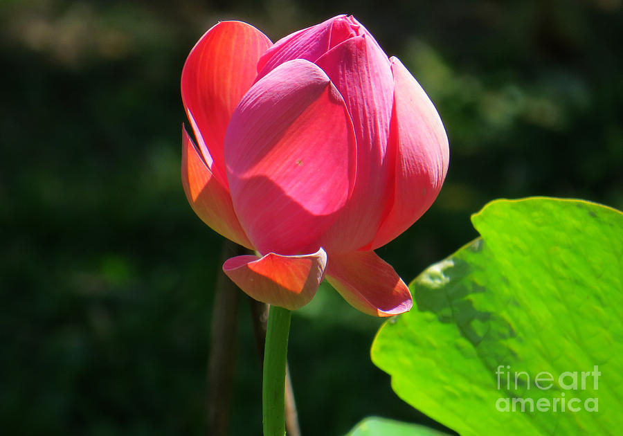 Sacred Lotus Bud Photograph by Evie Hanlon