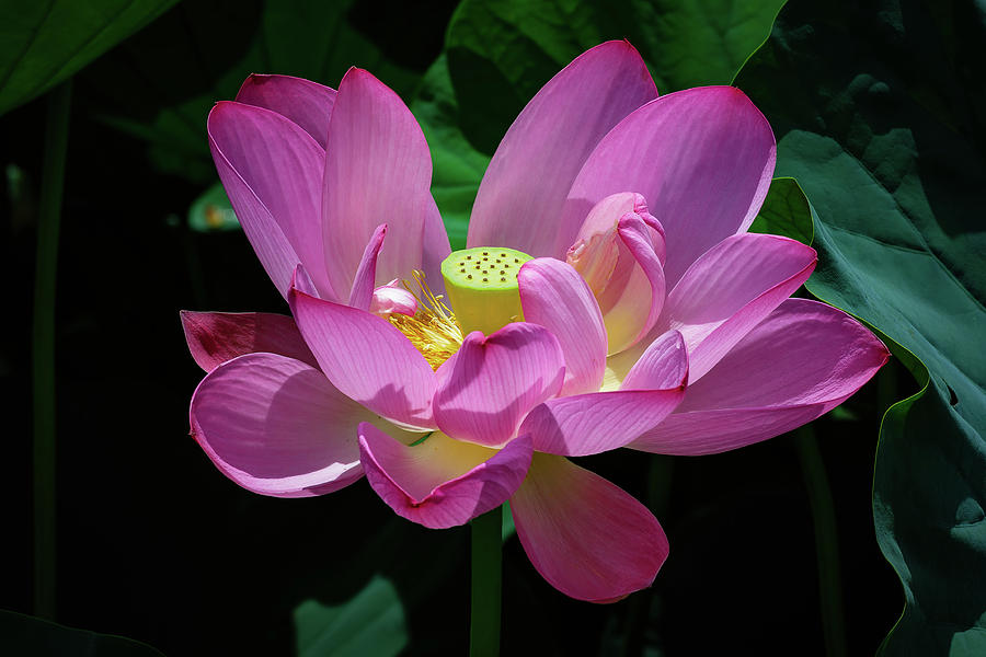 Sacred Lotus Photograph by C  Renee Martin