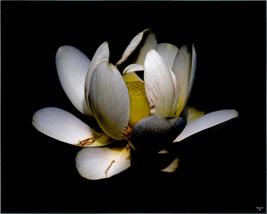 Sacred Lotus Photograph by Chris Lord