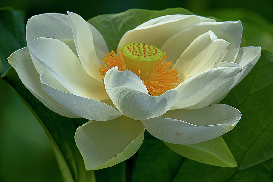 Sacred Lotus Close Up Macro Capture Photograph