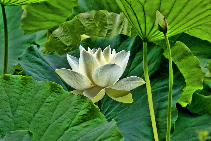 Sacred lotus floral capture Photograph by Geraldine Scull