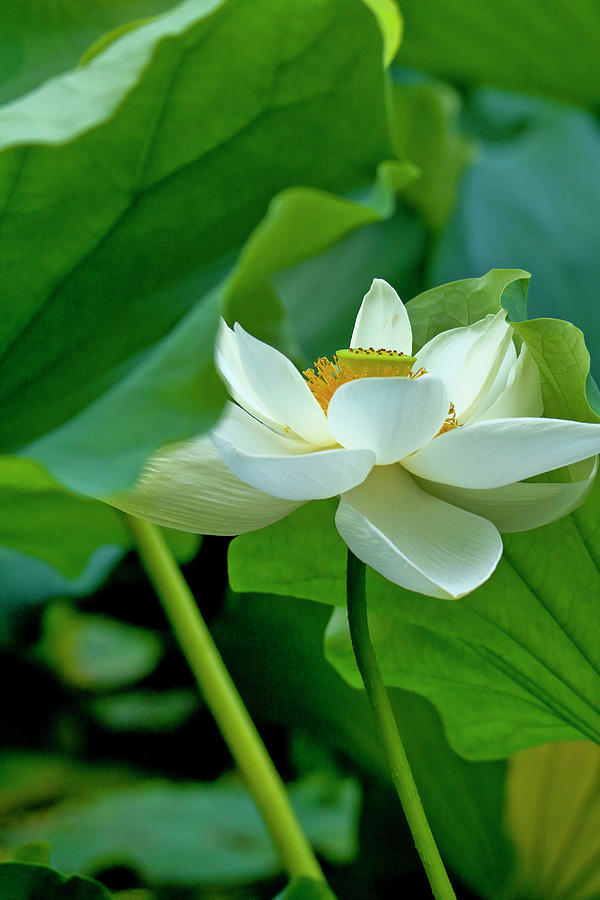 Sacred lotus flower Photograph by Geraldine Scull