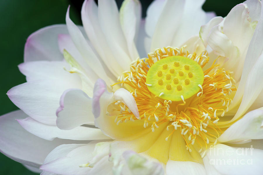 Sacred Lotus Flower Photograph by Tim Gainey