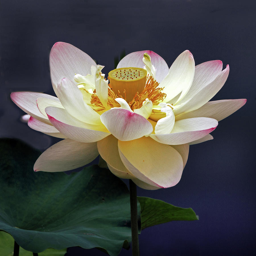 Sacred Lotus Photograph by Jessica Jenney