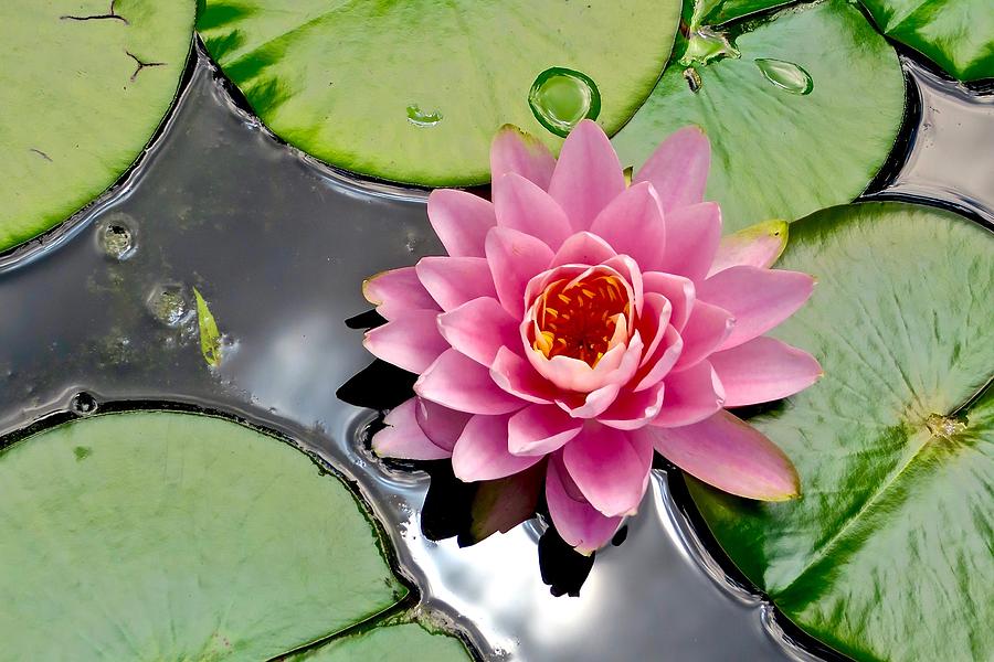 Sacred Lotus Photograph by Mike Reilly