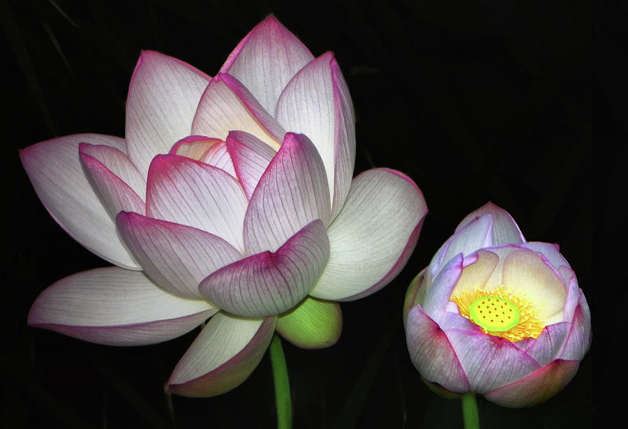 Sacred Lotus - Nelumbo nucifera 001 Photograph by George Bostian