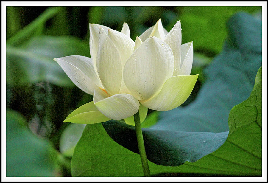 Sacred Lotus series Photograph by Geraldine Scull - Fine Art America