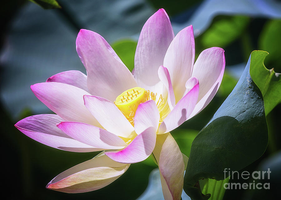 Sacred Pink Lotus Photograph by Karen Jorstad