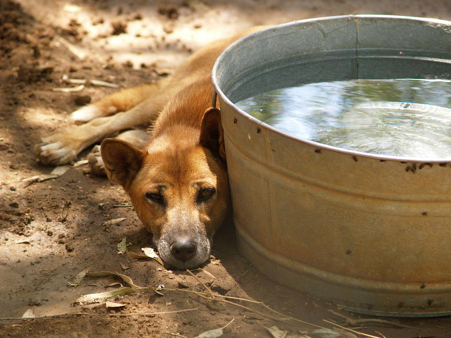 Animal Photograph - Sad Dingo by Jodi Turchin