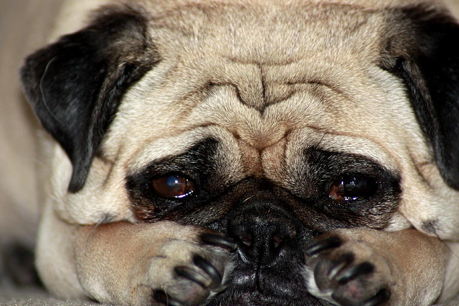 Pugs Photograph - Sad Dog by Michael Albright.