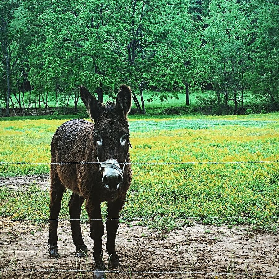 Sad Donkey In The Rain Photograph by Laura Susan Photography - Fine Art ...