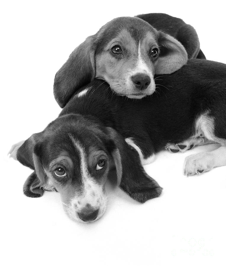 Sad-eyed Beagle Puppies, C.1960s Photograph by H. Armstrong Roberts/ClassicStock
