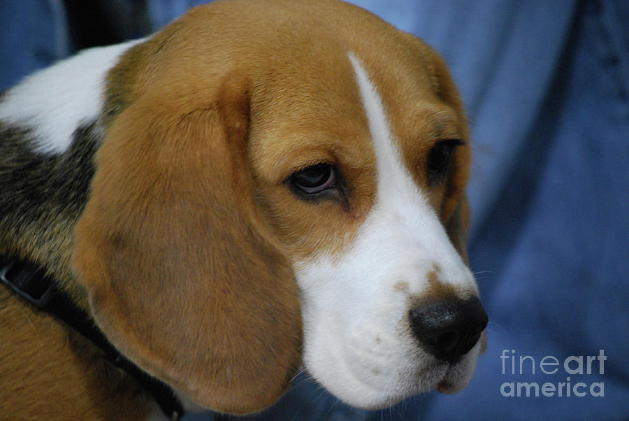 Sad Faced Beagle Pup by DejaVu Pixels